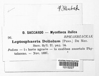 Leptosphaeria doliolum image